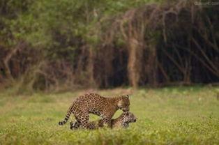 动物配种过程视频,自然繁衍的奇妙瞬间
